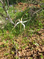 Caladenia varians