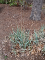 Leymus arenarius