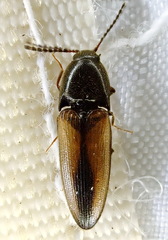 Ampedus militaris