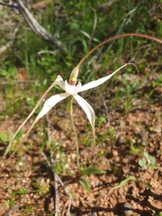 Caladenia varians