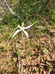 Caladenia varians