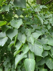 Tilia cordata