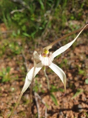Caladenia varians