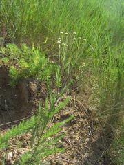 Tanacetum achilleifolium