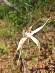 Caladenia varians