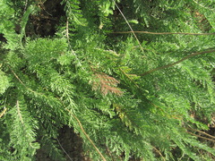 Tanacetum achilleifolium