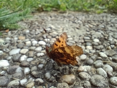 Polygonia c-album