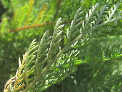 Tanacetum achilleifolium
