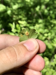 Puccinia caricina