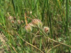 Geranium tuberosum