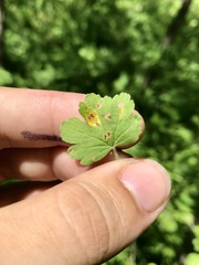 Puccinia caricina