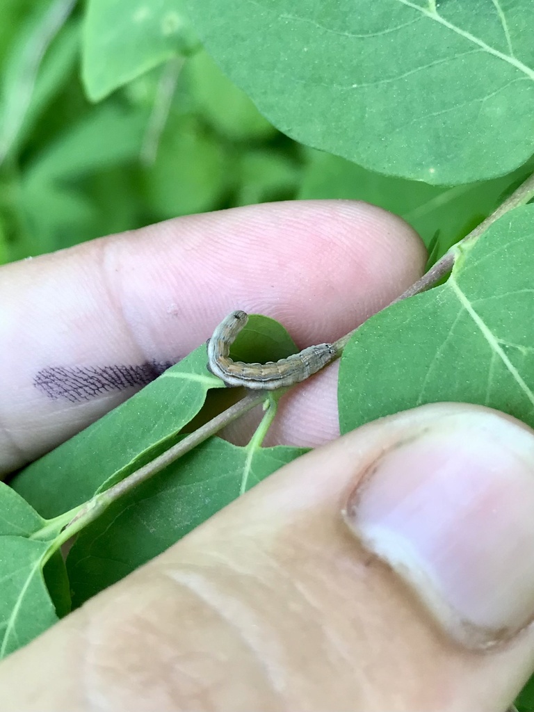 Honeysuckle budworm