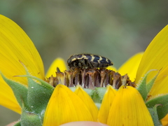 Acmaeodera mixta