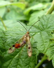 Synanthedon acerni