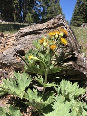 Cacaliopsis nardosmia