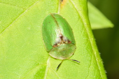 Cassida sanguinosa