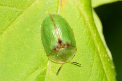 Cassida sanguinosa