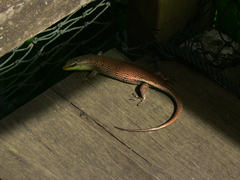 Dasia olivacea