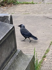 Corvus monedula