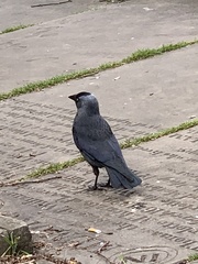 Corvus monedula