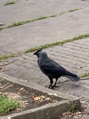 Corvus monedula