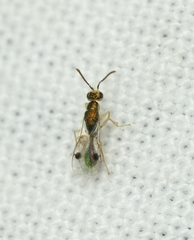 Bootanomyia