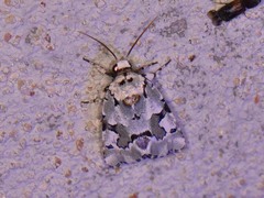 Emarginea percara
