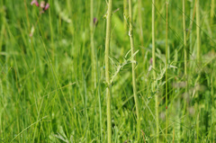Cirsium rivulare