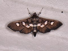 Desmia subdivisalis