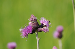 Cirsium rivulare