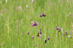 Cirsium rivulare