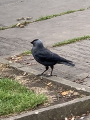 Corvus monedula