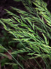 Festuca trachyphylla