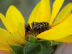Acmaeodera mixta