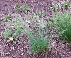 Festuca trachyphylla
