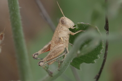 Melanoplus devastator