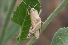 Melanoplus devastator