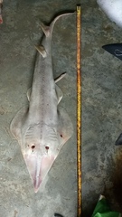 Glaucostegus younholeei