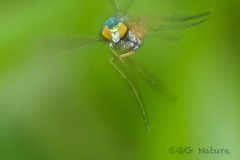 Chrysosoma globiferum