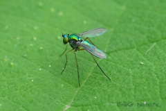 Chrysosoma globiferum