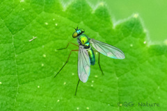 Chrysosoma globiferum