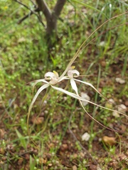 Caladenia varians