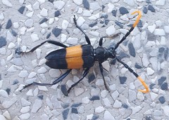 Pachyteria dimidiata