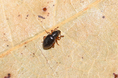 Barypeithes pellucidus