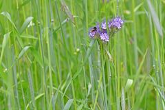 Phacelia tanacetifolia