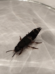 Platydracus fulvipes