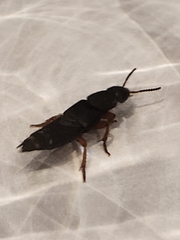 Platydracus fulvipes