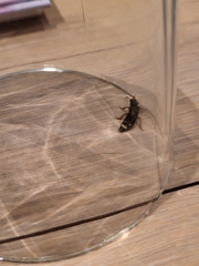 Platydracus fulvipes