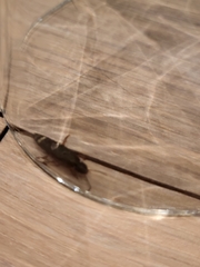 Platydracus fulvipes