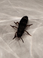 Platydracus fulvipes